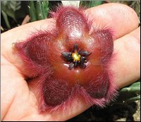 Stapelia asterias sp 6 cm 
